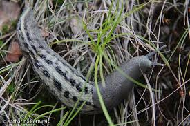 Nacktschnecken Zu Bestimmen Ist Knifflig Hier Konnte Es Sich Um Die Grosste Nacktschnecke Den Schwarzen Schnegel Handeln Es Konnte Aber Au Tigerschnegel Tiere Und Schnecken