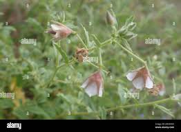 Image result for Hermannia boraginiflora