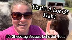 Strip Hair vs. Tigers Tongue 🐴 The best winter grooming tools for horses? 