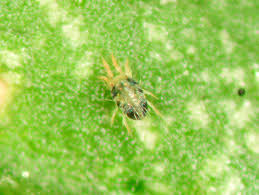 Image result for spotted spider mite