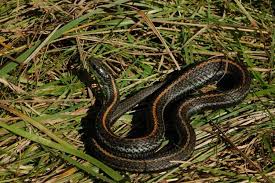 However, many people mean actually mean the common garter snake (thamnophis sirtalis) pictured above. Thamnophis Ordinoides Steven Bol Garter Snakes