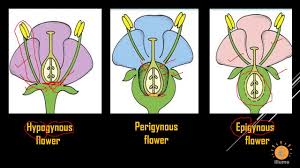 Classification of flowers from kaggle dataset using deep convolutional neural network (cnn). Types Of Flower On Basis Of Ovary Position Hypogynous Flower Epigynous Flower Perigynous Flower Youtube