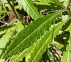 Image result for Senecio latifolius