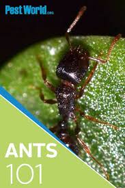 Check spelling or type a new query. Spring Is The Season When Ants Begin Marching Into Kitchens One By One In Search Of Food With Over 700 Species Of Ants In T Ants Ant Infestation Types Of Ants