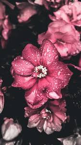 Pink Flower Wallpaper Iphone Android Background Followme Pink Flowers Wallpaper Pink Flowers Background Pink Flower Photos
