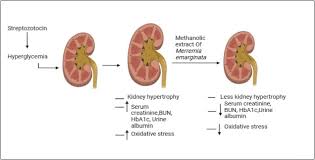 Image result for Merremia emarginata