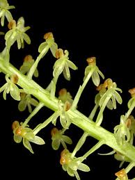 Image result for Liparis