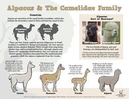 Llamas are a member of the camelid family, which includes camels, alpacas, vicunas, and guanacos. Downloadable Content For Alpaca Farms And More