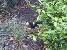 Black And White Squirrel Like Animal A Guy Spotted This Creature Outside Of His Office Building Never Seen Anything Like It Animals Black And White Squirrel Cute Squirrel
