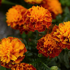 Image result for Tagetes patula