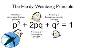 The Hardy Weinberg Principle Watch Your Ps And Qs Science Biology Biology Classroom Middle School Science Experiments