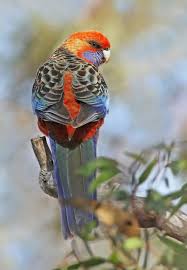 The Adelaide Rosella Platycercus Elegans Is A Parrot Native To Eastern And Southeastern Australia The Adelaide Rosella Pet Birds Pretty Birds Bird Pictures