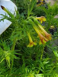 We did not find results for: Polemonium Pauciflorum