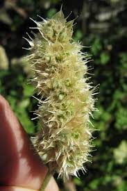 Image result for Cyathula cylindrica