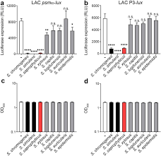Image result for Staphylococcus Saprophyticus