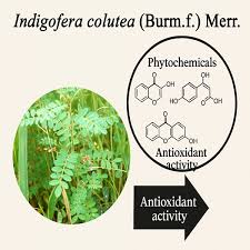 Image result for Indigofera colutea