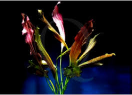 Check spelling or type a new query. Plantes De Couleur Plantes D Aquarium Floraquatic