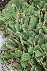 Hypoglycemic effect of opuntia streptacantha lemaire in niddm. Prickly Pear Cactus Opuntia Humifusa In Richmond Fairfax Loudoun Prince William Fredericks Virginia Va At Meadows Farms Nurseries