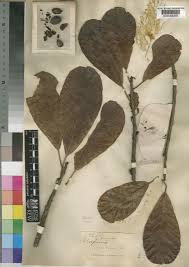 Image result for Uapaca sansibarica