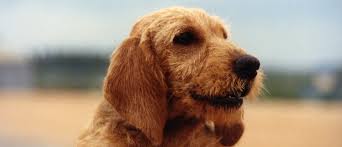 La femelle, prolifique, a des portées de 8 lapereaux, voire plus. Club Du Fauve De Bretagne Societe Centrale Canine