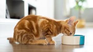 Feeding bland meals in the beginning helps cats adjust to the new food. Best Kitten Food Six Types To Feed Your New Furry Feline Friend Petsradar