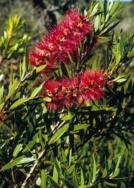 Image result for Callistemon