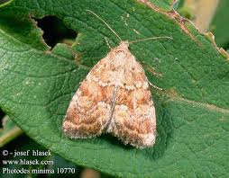 Image result for Photedes minima