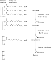 Image result for Lipase