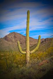 412 likes · 39 talking about this. Cowboy Cactus Photograph By Carole Ray