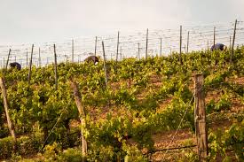 We did not find results for: La Bodega