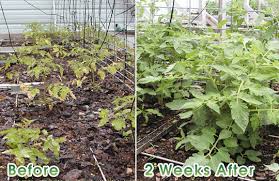 how to make tomato fertilizer plant