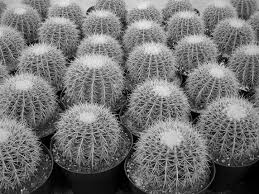 Promote education and cooperation among hobbyists and others interested in the study, culture, and propagation of succulent plants, including cacti. 2