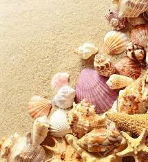 Nous respectons les saisons des fruits de mer et coquillages, c'est pour cela que vous dégustez des fruits de mer de grandes qualités, sélectionnés. Coquillages Et Etoiles De Mer Avec Du Sable Comme Toile De Fond Plage D Ete Banque D Images Et Photos Libres De Droits Image 58060955