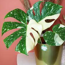 17 reviews for monstera deliciosa variegated 'thai constellation' medium size. Plant Monstera Thai Constellation
