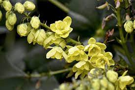 You can also choose from plastic, fabric, and fiberglass. 10 Best Shrubs With Yellow Flowers