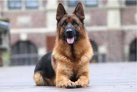Image result for german shepherd dog