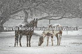 How Do Horses Survive In The Winter Horse Faq S