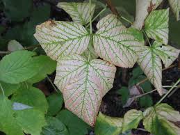 Free for commercial use no attribution required high quality images. Summer Raspberry Plant Leaves Turning A Pale Yellow With Some Brown Patches Problem The Grapevine