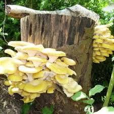 Pin Auf Pflanzen Selber Ziehen