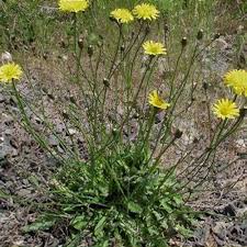 Image result for Hypochaeris radicata