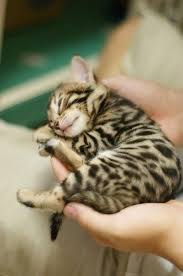 Enes Dalyan Kayip Siyah Adli Kullanicinin Sevdigim Dovmeler Panosundaki Pin Cok Sirin Hayvanlar Cute Kittens Ve Kediler Ve Yavrulari