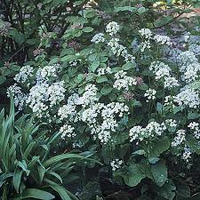 Image result for Pachycarpus firmus