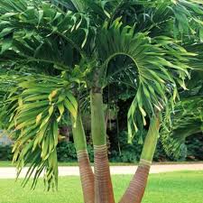 Image result for Adonidia