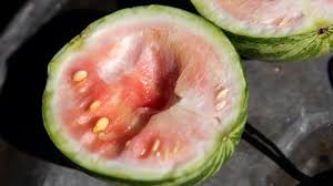 This yellow splotch also known as the field spot, and though it looks like a spot where a watermelon might've gone bad, as. You Should Never Eat Unripe Watermelon Here S Why