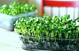 Untuk membuat tauge yang berasal dari kacang hijau yang harus dipersiapkan adalah sebagai berikut : Cara Menanam Microgreen Di Rumah Sayur Super Mini Yang Kaya Gizi