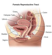 It may also have a tool. Endometrial Cancer Introduction Saint Luke S Health System