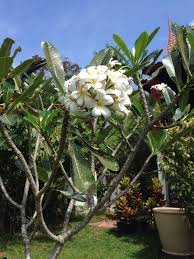 Garden Answers Plant Identification Plants Blooming Plants Plant Identification