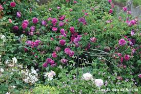 Il mesure 1,20 à 1,70 mètre de haut pour 1 à 1,50 mètre de large. Focus Sur Le Rosier Charles De Mills Les Jardins De Malorie