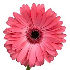 Image result for Gerbera