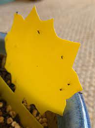 0:48 what are mosquito bits? Fungus Gnats Will Not Die I Ve Dried Hydrogen Peroxide Mosquito Bits Horticultural Oil Do The Bits Take A Few Days To Kill Them Houseplants